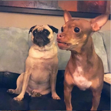 Erika Erickson two pet dogs Tito and Hank